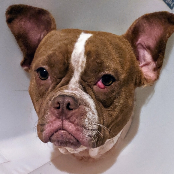 Meet your Posher, Kim - Picture 4 of 7